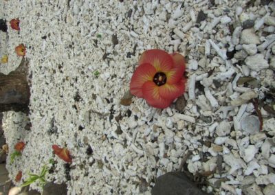 flower pebble shells